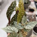 힐링원 화이트 이미지