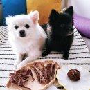 금쪽같은내강아지수제간식 이미지