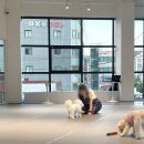 딩동댕 애견카페 이미지