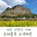 산방산의봄 | 산방산 아래 유채꽃 뷰 소색채본 카페 방문 후기