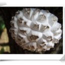 작은건강지킴이 꾸준히 먹자 참나무 원목 표고버섯 이미지