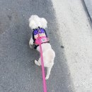 짱아슈퍼