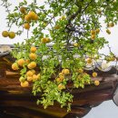 개랑 나들이 이미지