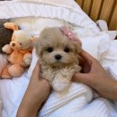 띠아몽 이미지