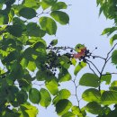 삼익그린2차 아파트의 벚나무 열매 이미지