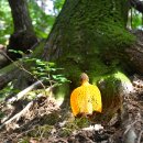 망태수퍼 이미지