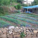 청량산 임도1 이미지