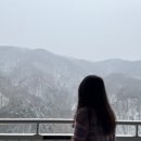 [홍천] 비발디 스키장 셔틀이용 보드타고 온 후기| 소노벨 마트 고기 후기