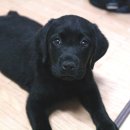 분양랩