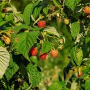 산딸기 이미지