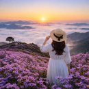 아스타축제 | 거창 감악산 별바람언덕｜아스타국화 축제 후기 + 주차·일출 꿀팁 총정리