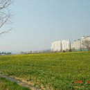 낙동강 유채단지 이미지