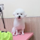 멍스테이 애견미용 애견호텔 수원광교점 | 수원애견미용실 비숑애견미용으로 마음에든 멍스타일