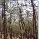 솔숲과 바다 이미지