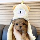 패밀리독 이미지