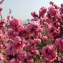 천국나무농원 이미지