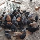 봉화농장 이미지