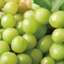 ㈜탑프레쉬 이미지