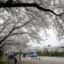 소개된 靑山 손병흥 詩 ＜봄꽃축제＞ 이미지