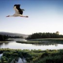 새하얀 황새(White Storks) 이미지