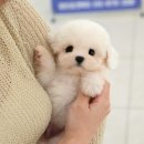 인천 강아지분양 고양이분양 미유펫 이미지