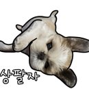 101 애견미용 네이버블로그