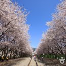 벚꽃역