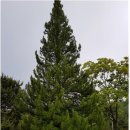 금송의원 이미지