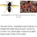 멸종위기 담비, 양봉산업 피해 '등검은말벌'의 천적 확인 이미지