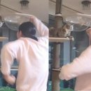 재롱펫
