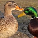 【청둥오리】 Mallard (A. platyrhynchos) 이미지