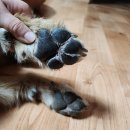 헬로펫 | [강아지연고] 강아지피부관리에 좋은 헬로마이펫 다이소 견세린 후기