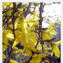 담장너머 이미지