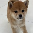 포시바(For Shiba) 이미지