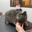 온천장고양이 이미지