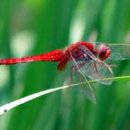고추잠자리 이미지
