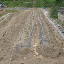 푸른솔농장3 이미지