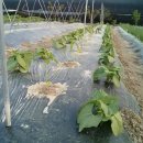 만춘농장 이미지