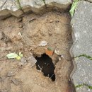 CU 수원천천대월점 | 보도블럭인도꺼짐 싱크홀 복구공사