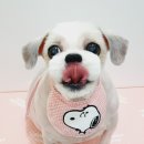 리꼬리꼬펫살롱 이미지