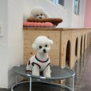 멍댕이 애견유치원 | 광주 동구 학동 애견유치원 멍댕이유치원 넓은 실내외공간과 다양한 프로그램까지!