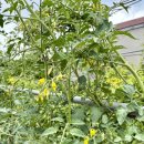 [별하] 방울토마토 체험 🍅 이미지