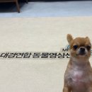대경연합동물영상센터 이미지