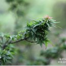 까꼬뽀꼬 이미지