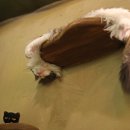 고양이카페 이미지