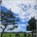 조이애견 이미지