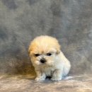 도그마루 강아지 고양이 천안아산점 이미지