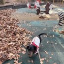 훈이애견 이미지