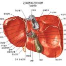 [정보] 간을 아끼고 보호하는 3가지 방법 이미지