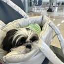 싼타모 | 제주도에서 육지로 ㅣ (Feat.산타모니카호) 강아지동반 배편 탑승 후기